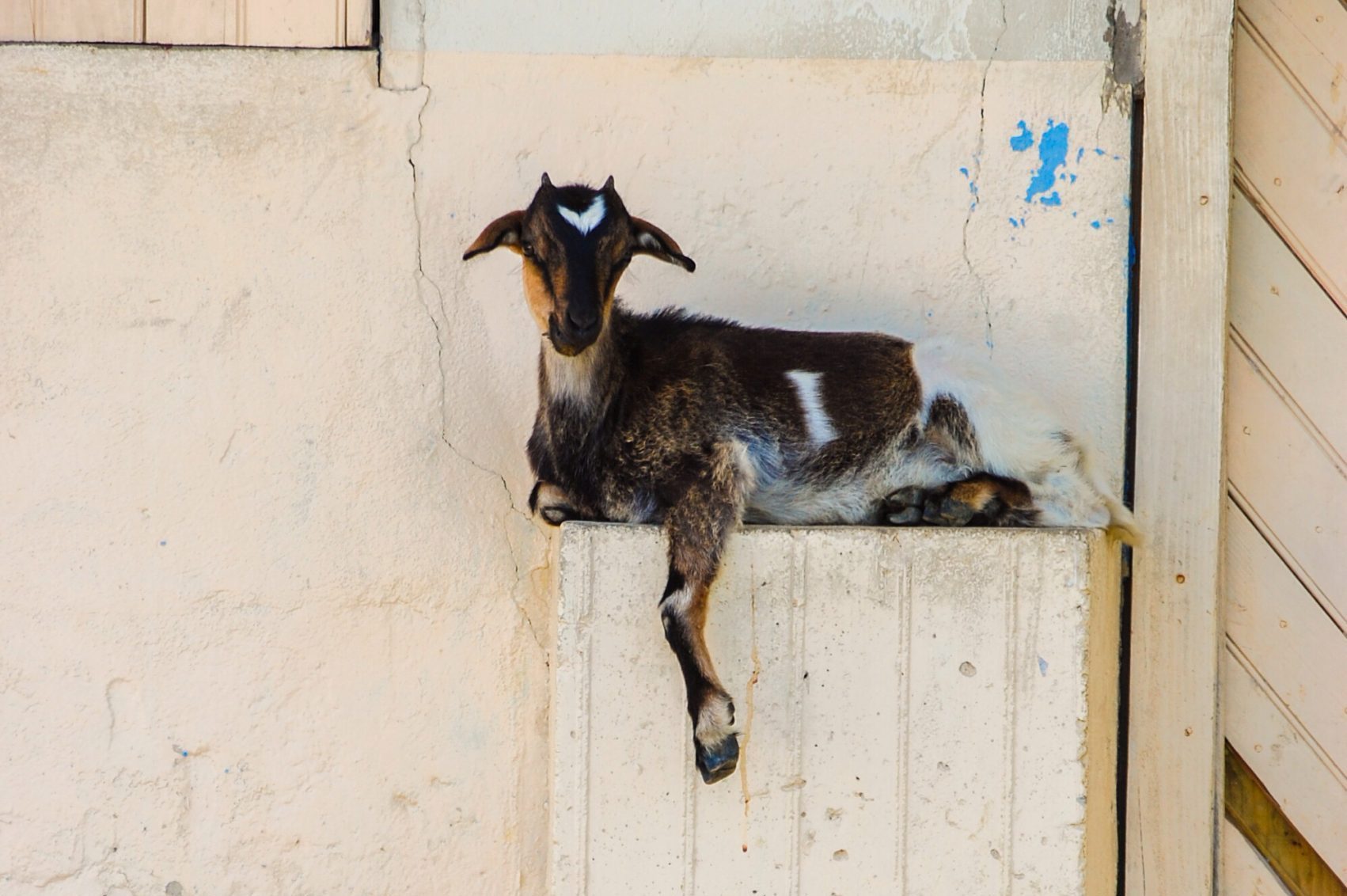 goat