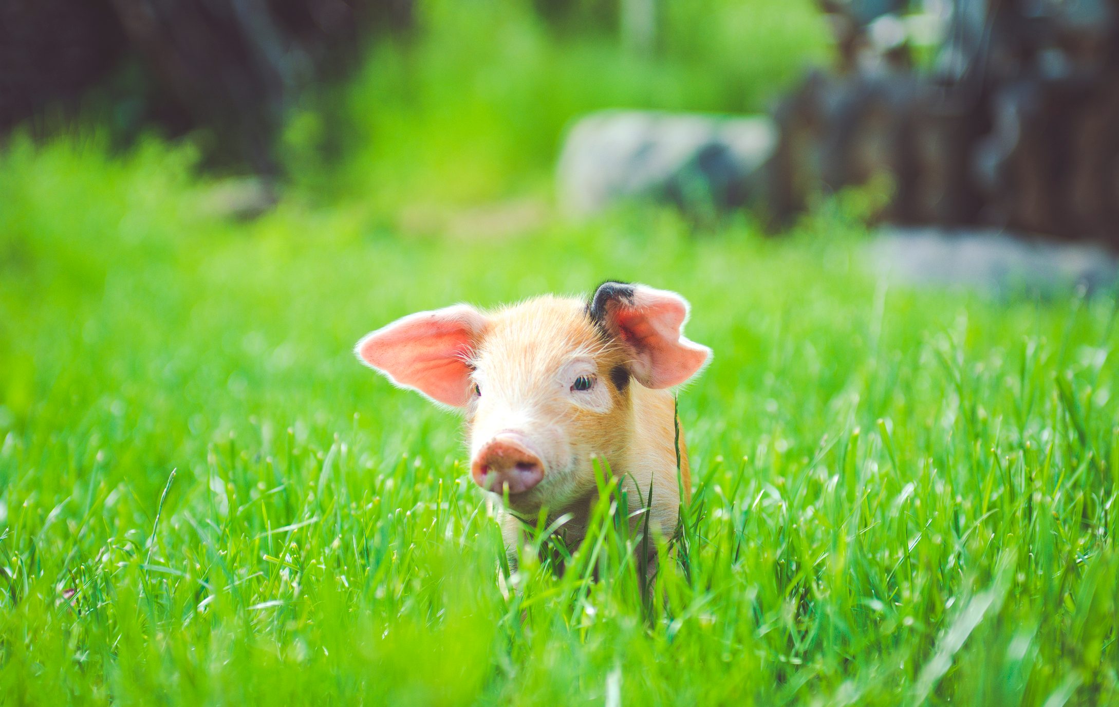 Little piggy