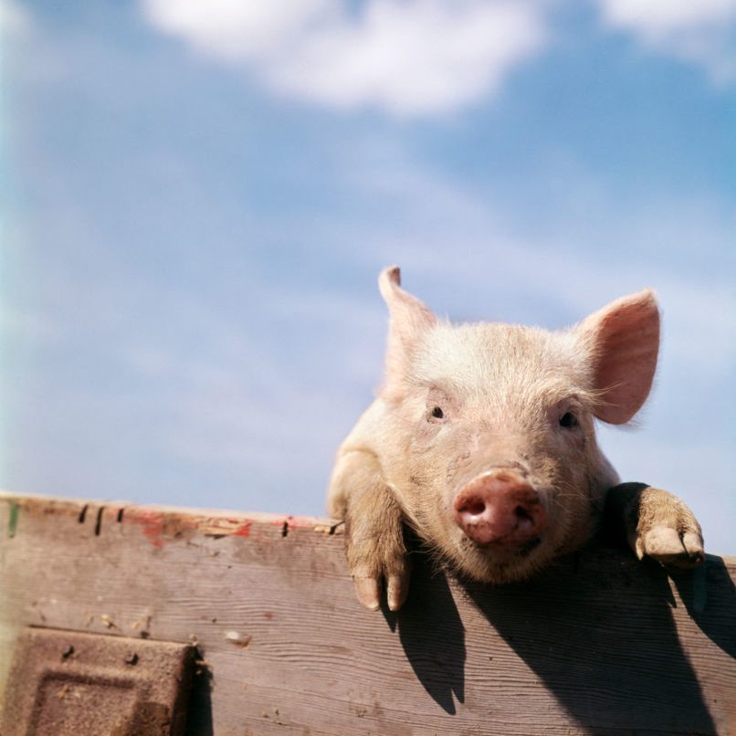 piglet looking over fence