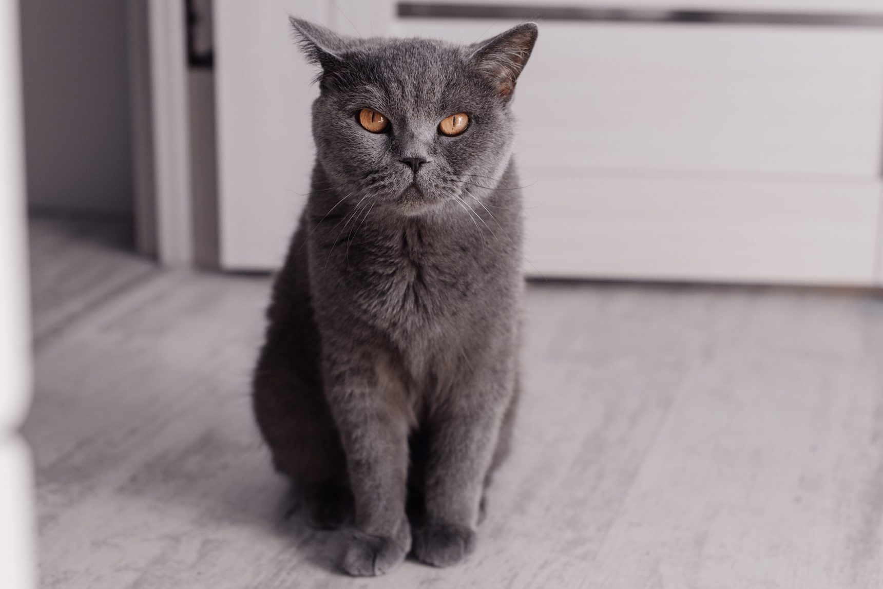 The British Shorthair cat with blue gray fur