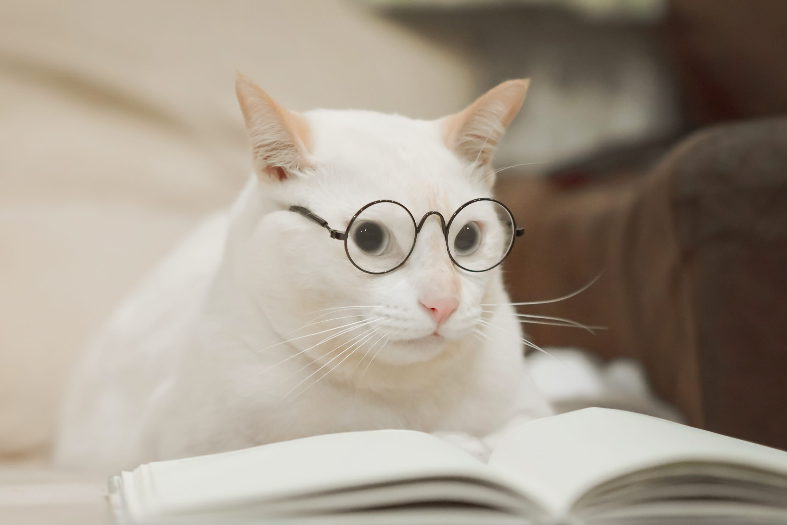 Close-Up Of A Cat