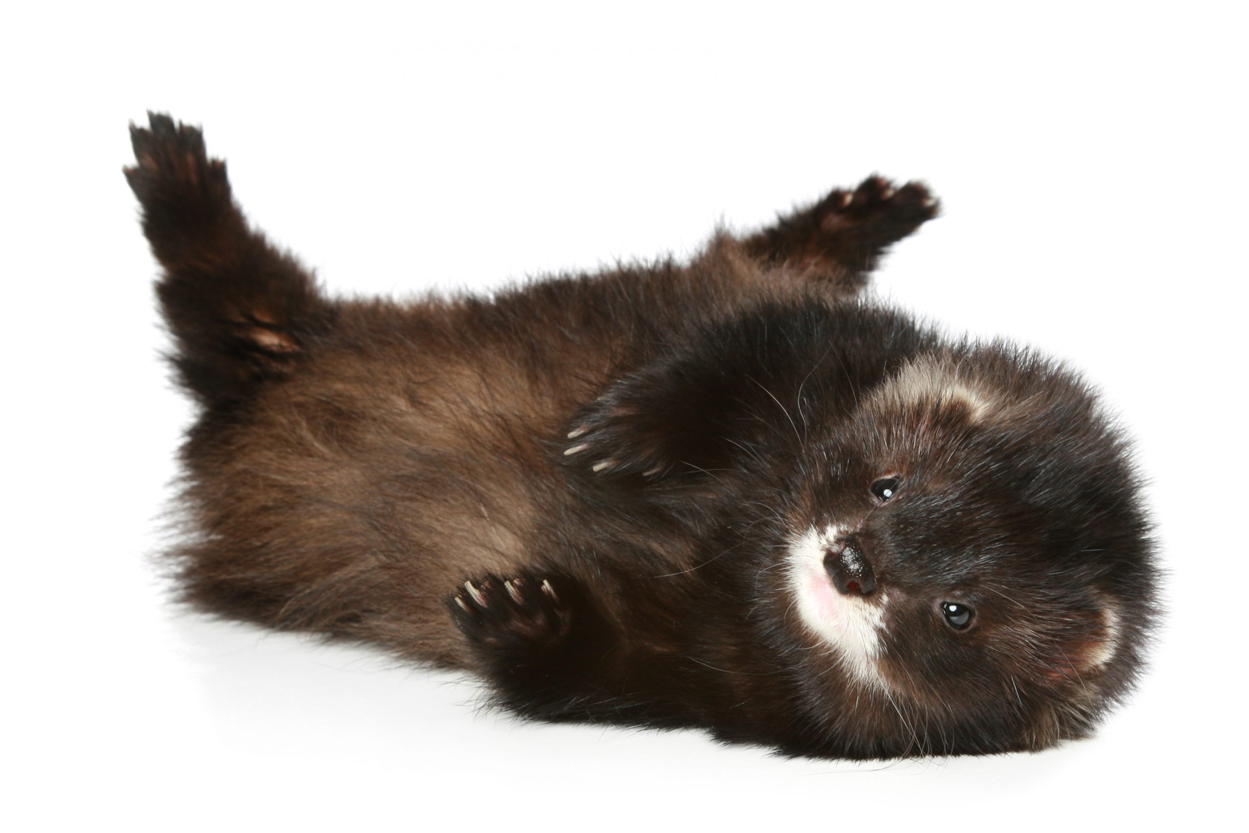 Ferret on a white background