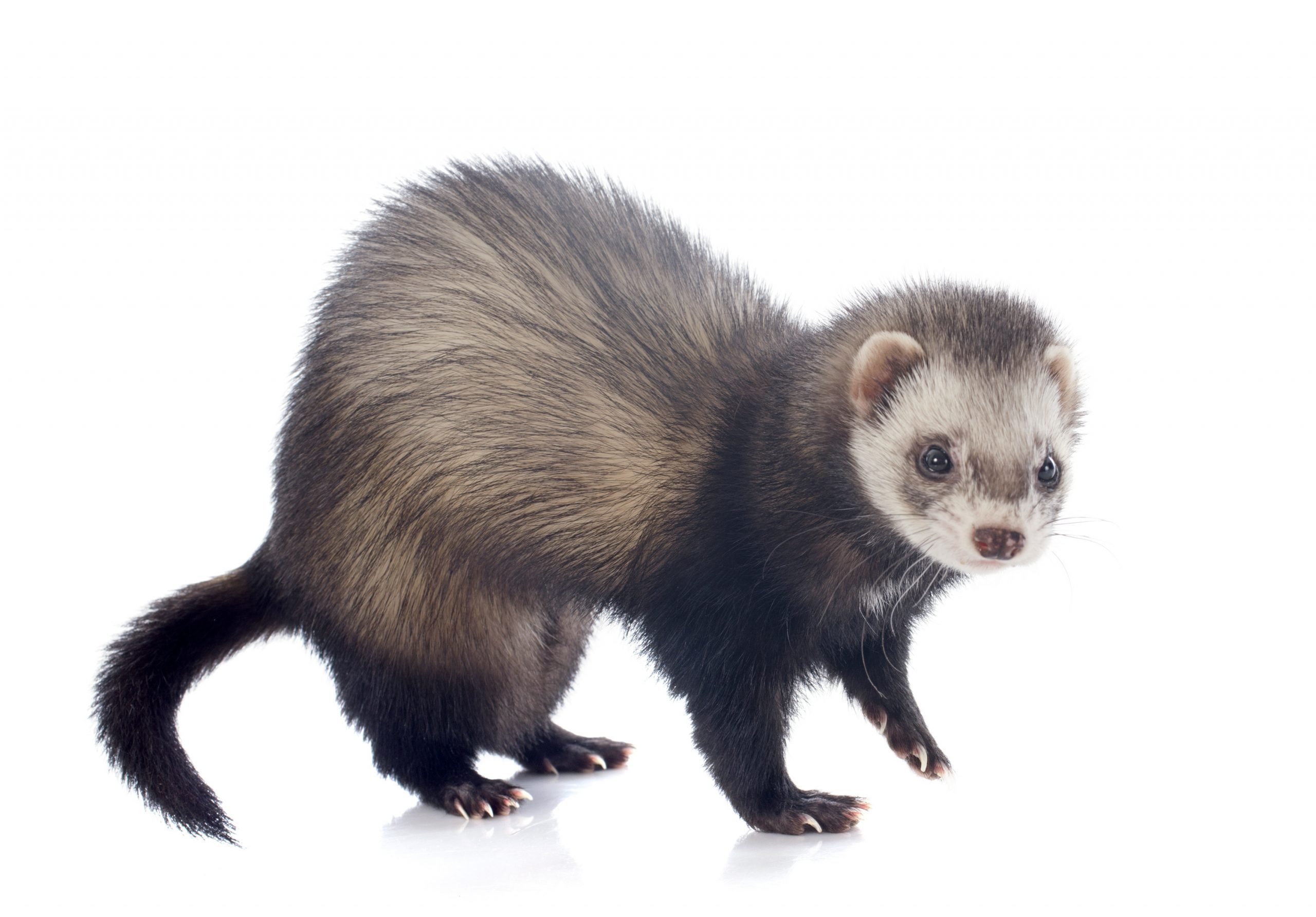 eating brown ferret
