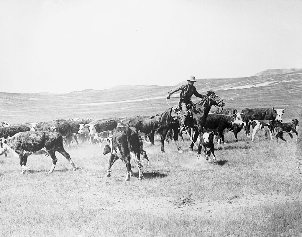 Cowboy Herding Cattle