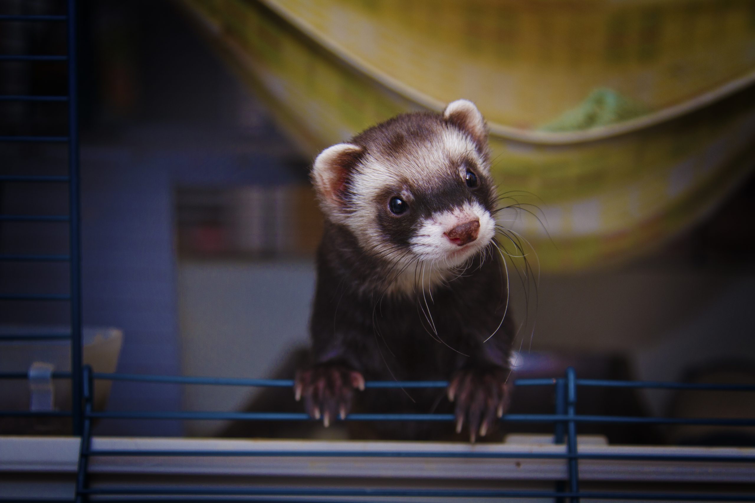 Beautiful ferret or weasel resting in a nest