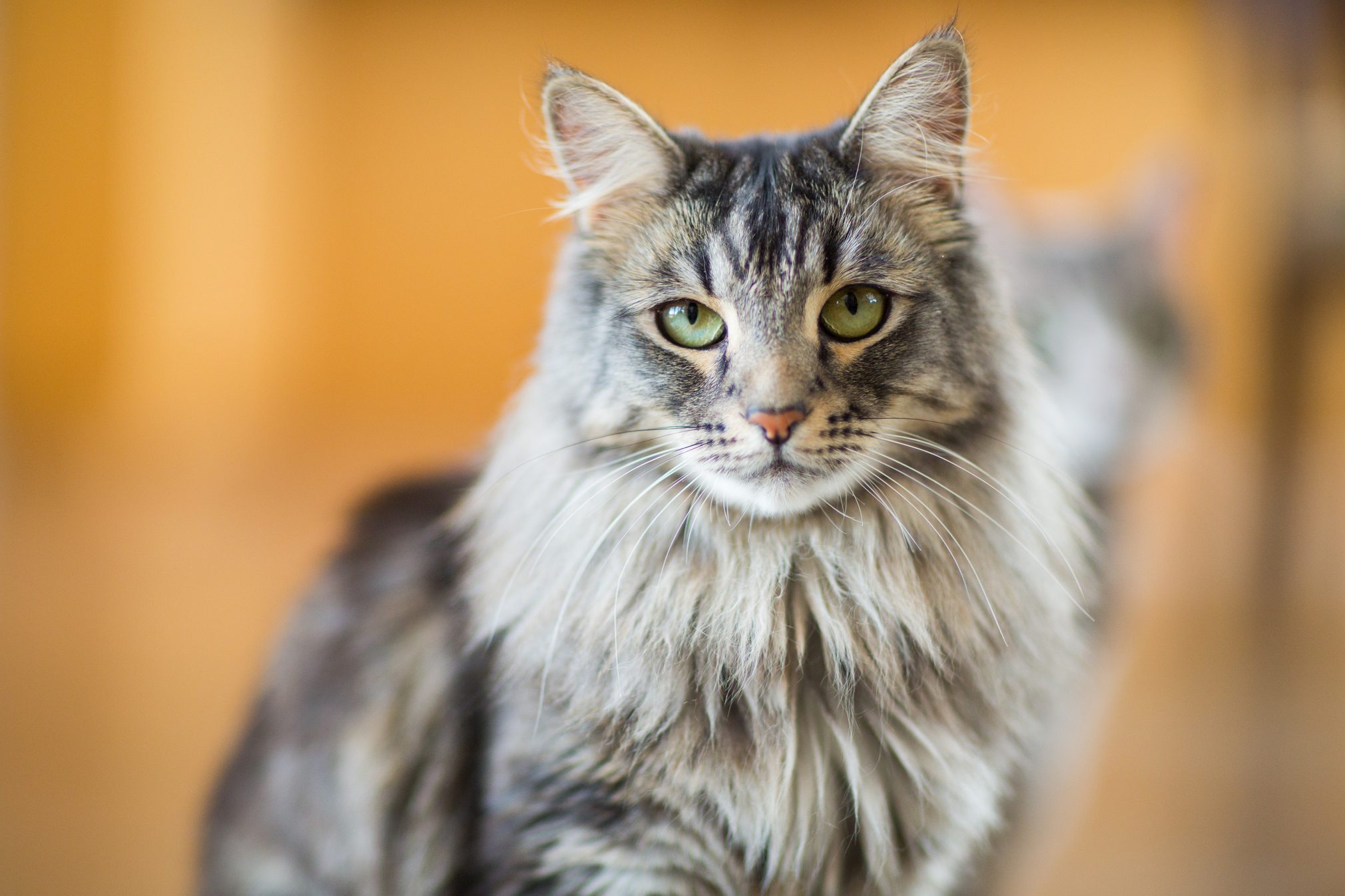 Maine Coon Cat Close-up Indoors