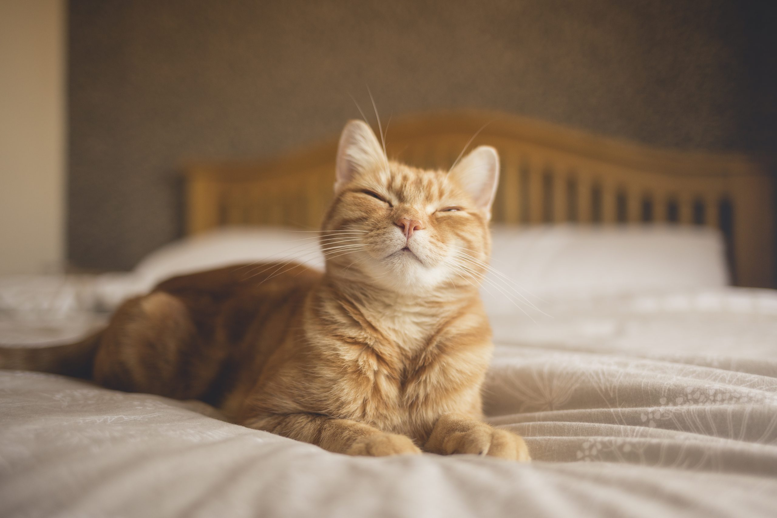 Cat on bed