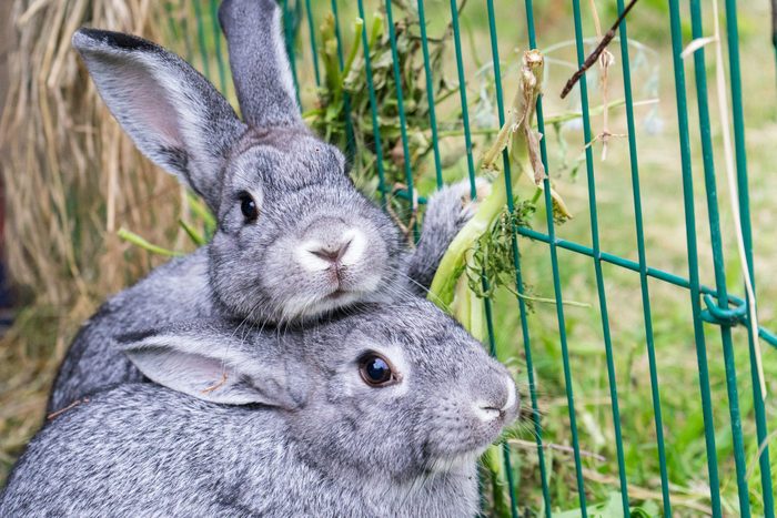 gray rabbits