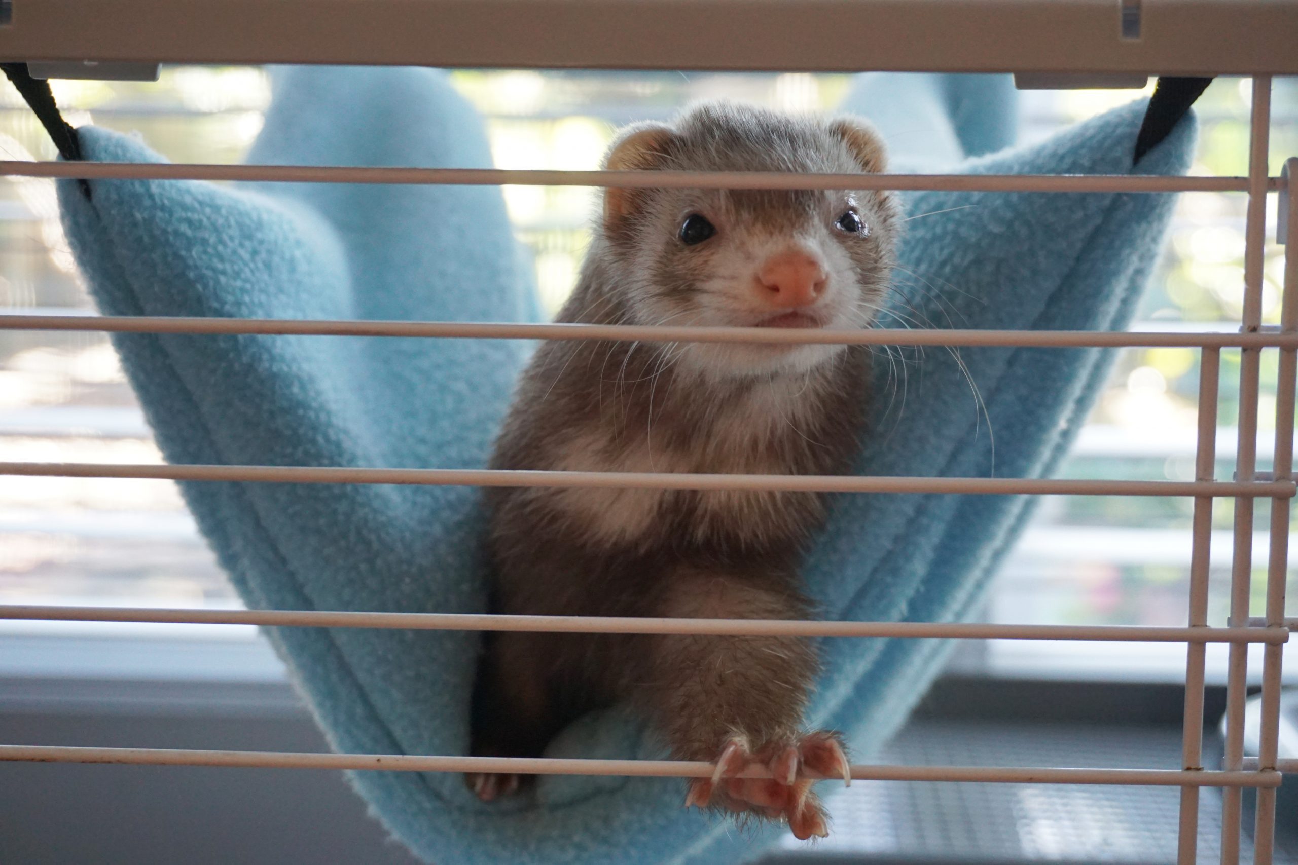 Ferret reaching for camera