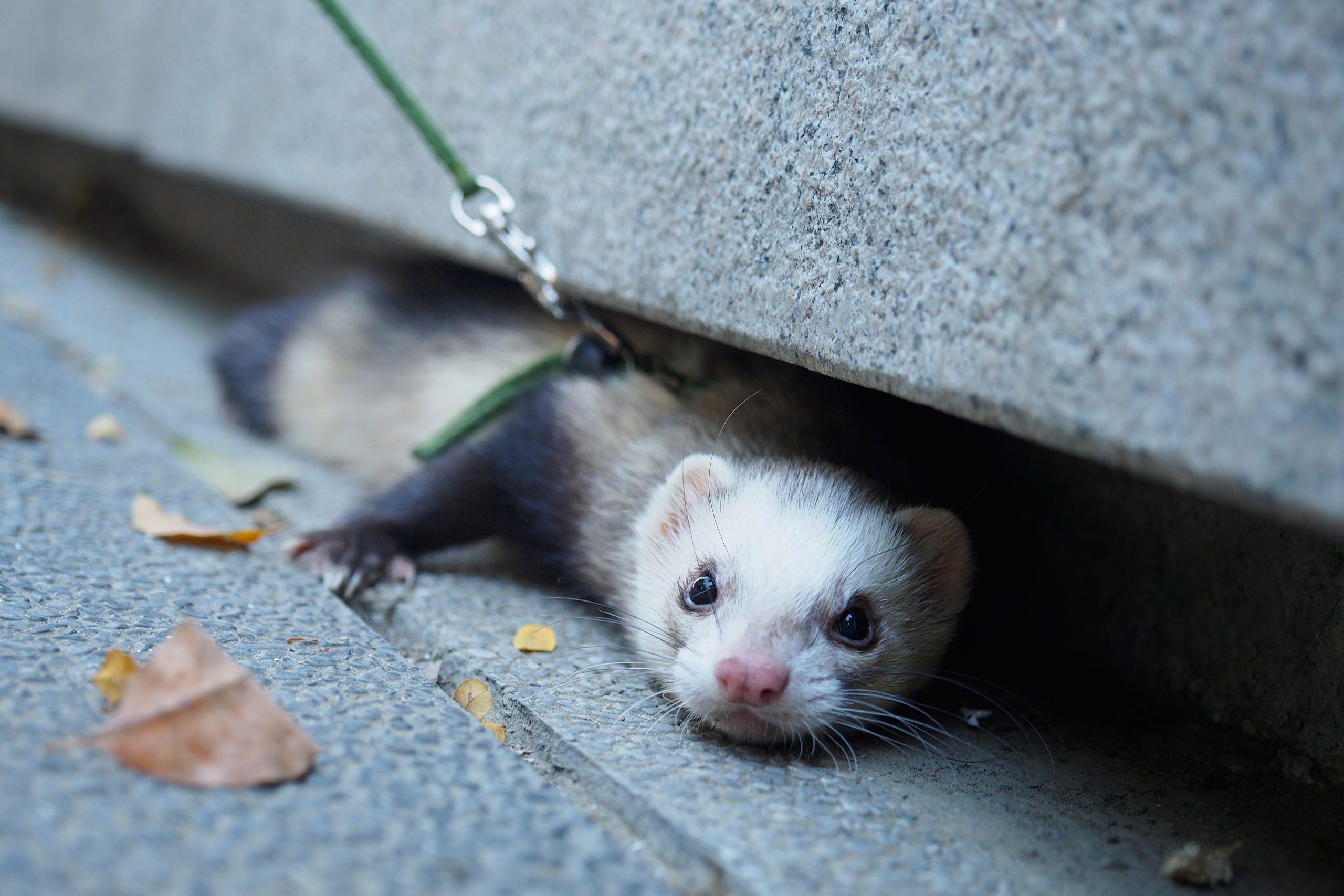 peeking