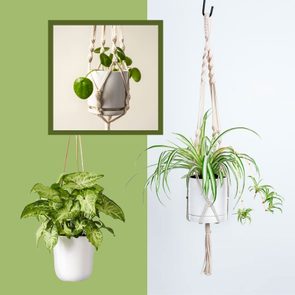 Hanging plants rest in white pots against a split green and white background. MacramÃ© holders support them, featuring leafy and vibrant foliage.