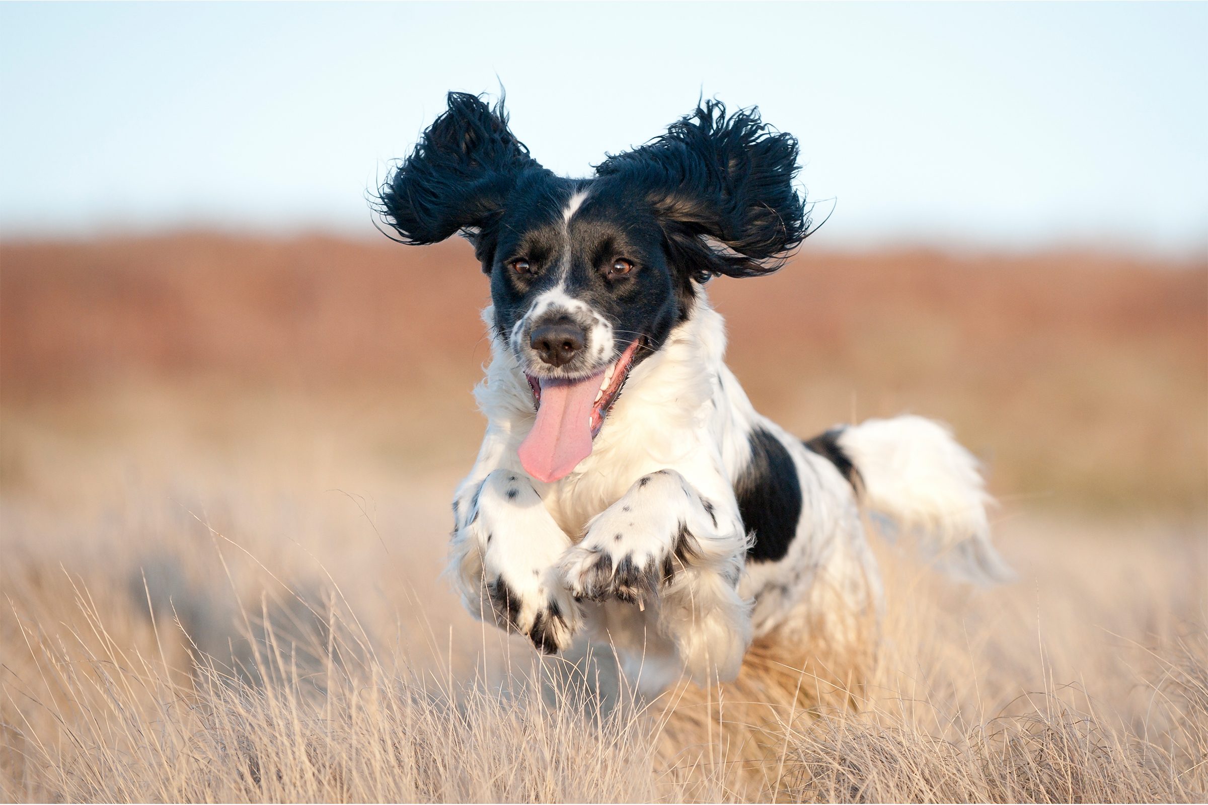 12 Dogs with Floppy Ears That Are Irresistibly Cute