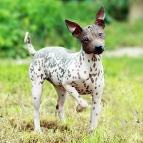 Spotted dog stands attentively, one paw lifted, in a grassy area with blurred green foliage in the background.