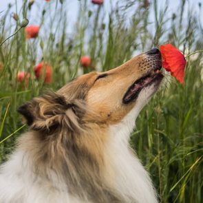 Dog sniffs a red poppy, surrounded by tall grass and more blooming poppy flowers.