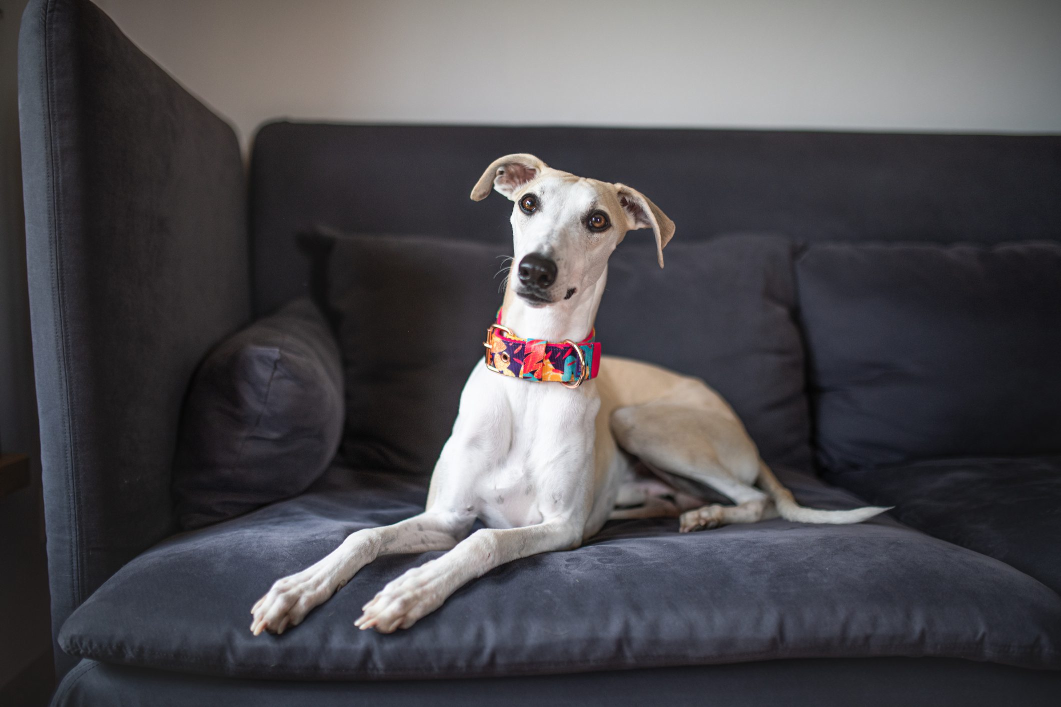 Portrait Of whippet Dog Sitting On Sofa At Home