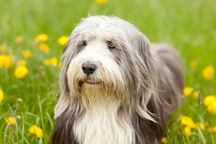 beautiful bearded collie