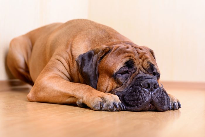 bullmastiff sleeping on the ground at home