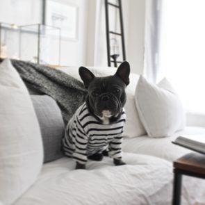 Bulldog wears striped shirt, sitting on white sofa in a bright, modern living room with pillows and decor in the background.