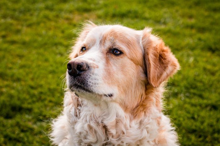 A Swissneese, a greater Swiss mountain dog and Great Pyrenees mix, in the sun.