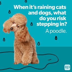 A poodle stands on a cartoon puddle with raindrops; text reads, 