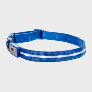 Blue LED dog collar glowing, resting in a white, plain background.