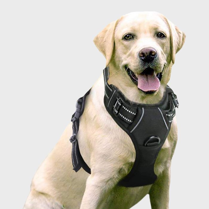 A Labrador dog sits wearing a black harness, tongue out, against a plain white background.
