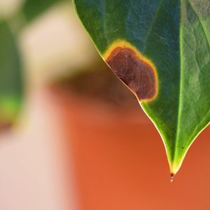 A green leaf shows a prominent brown spot, indicating damage, against a blurred background of a terracotta plant pot and soft lighting.