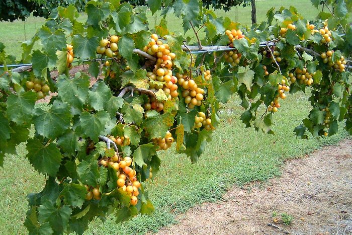 Grapes