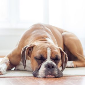 Dog sleeping peacefully on floor, front paws extended, in a bright room with a guitar in the background.