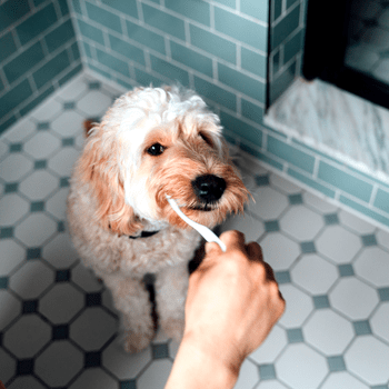 Failed to download image from https://f-cce-5566.rdu.r.tmbi.com/wp-content/uploads/2022/04/dogs-brushing-teeth-GettyImages-1322177838.png. Image size exceeds the limit.