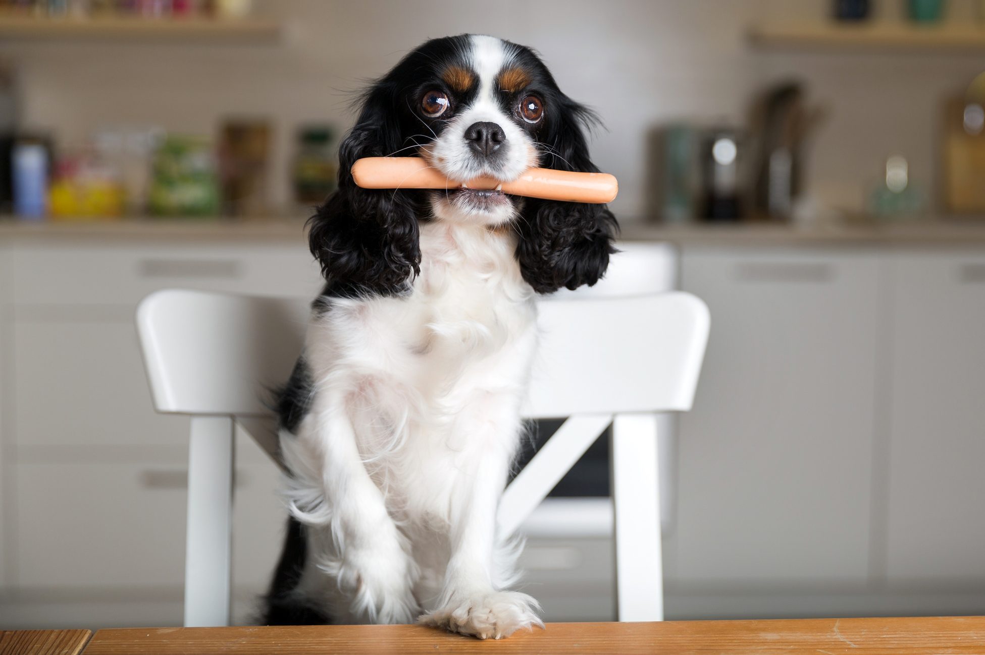 Can Dogs Eat Hot Dogs? Here’s What Vets Say