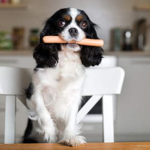 Dog holding sausage sits on a chair in a kitchen, with blurred shelves and appliances in the background.