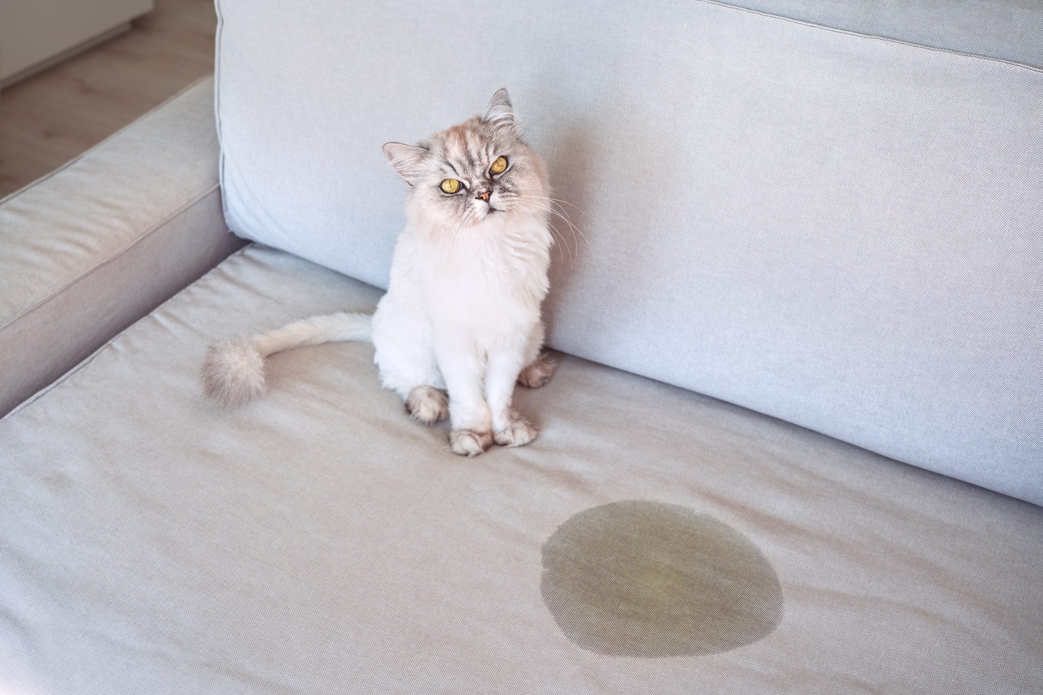 How to Get Rid of Cat Pee Odors from Anywhere in Your Home