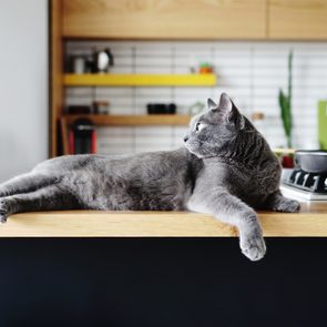 A gray cat lounges stretched out on a wooden kitchen countertop, with cooking utensils and shelves in the modern background.