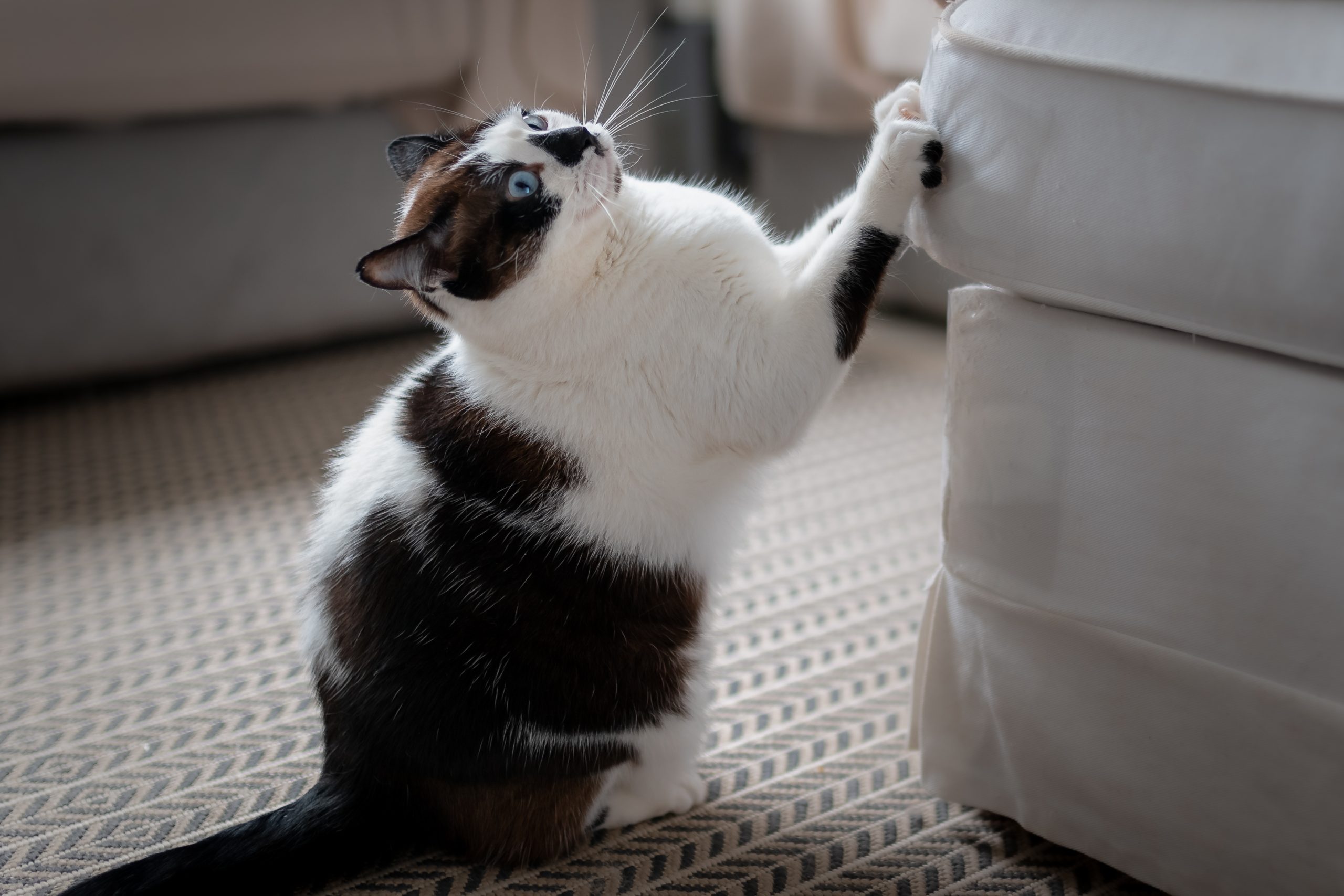 Here’s How to Keep a Cat from Scratching the Furniture