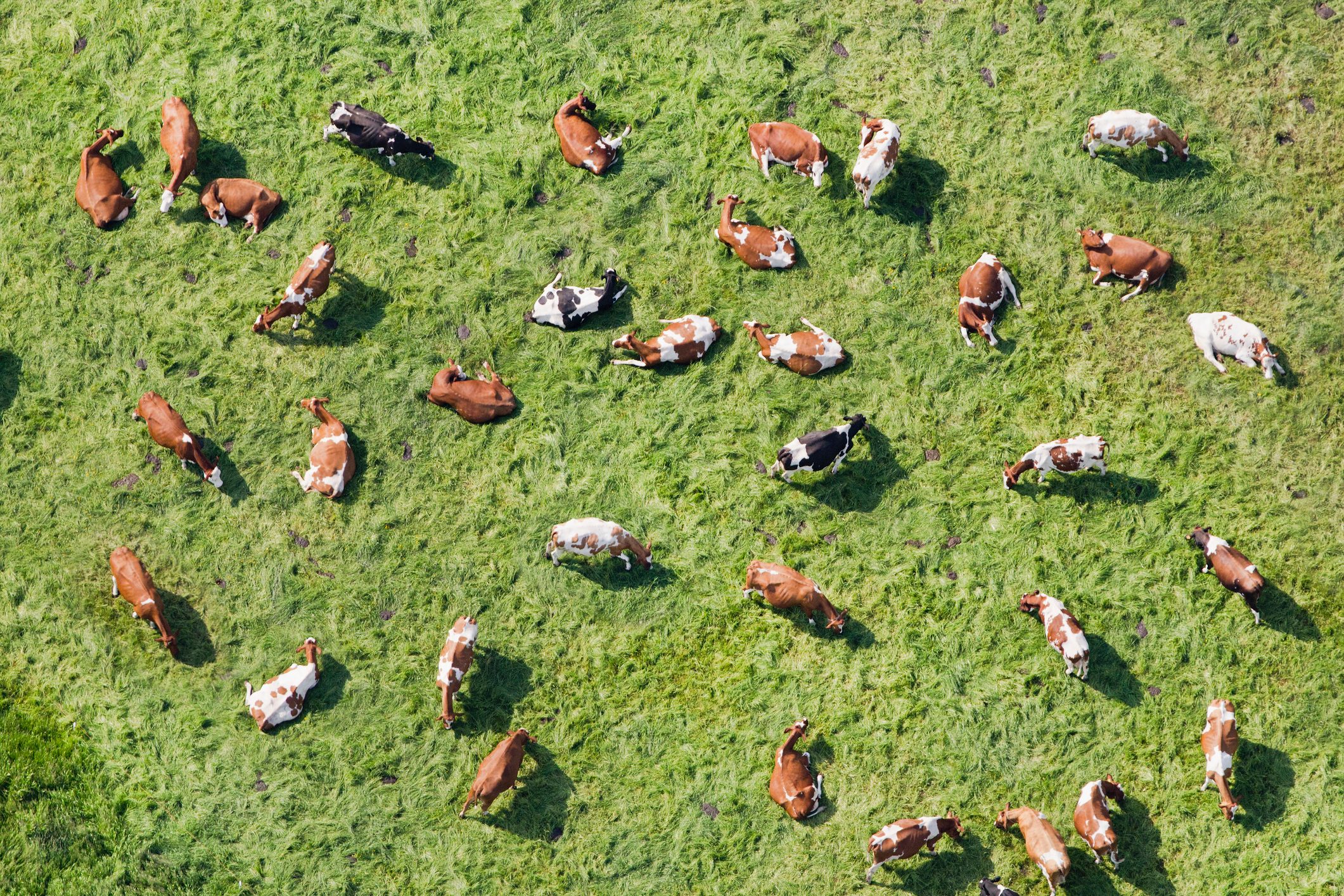 Netherlands, Westbroek, Cows in Meadow Ruminate. Aerial