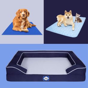 Dogs and a cat rest on blue mats; a large navy and gray pet bed sits below. 