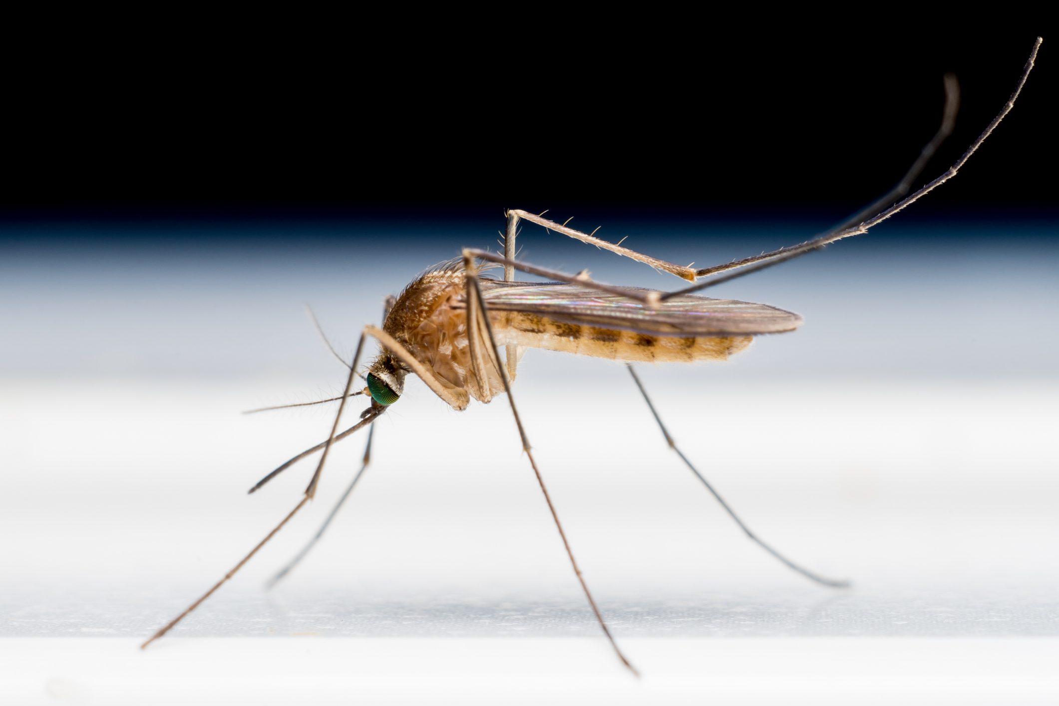 How Long Do Mosquitoes Live?