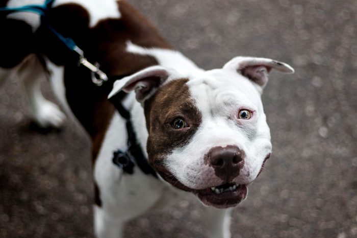 pitbull Smile
