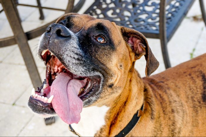boxer Dog sticks out tongue and prances