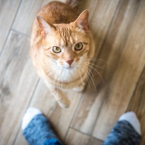 Orange tabby cat sits looking up on wooden floor, between feet in socks.