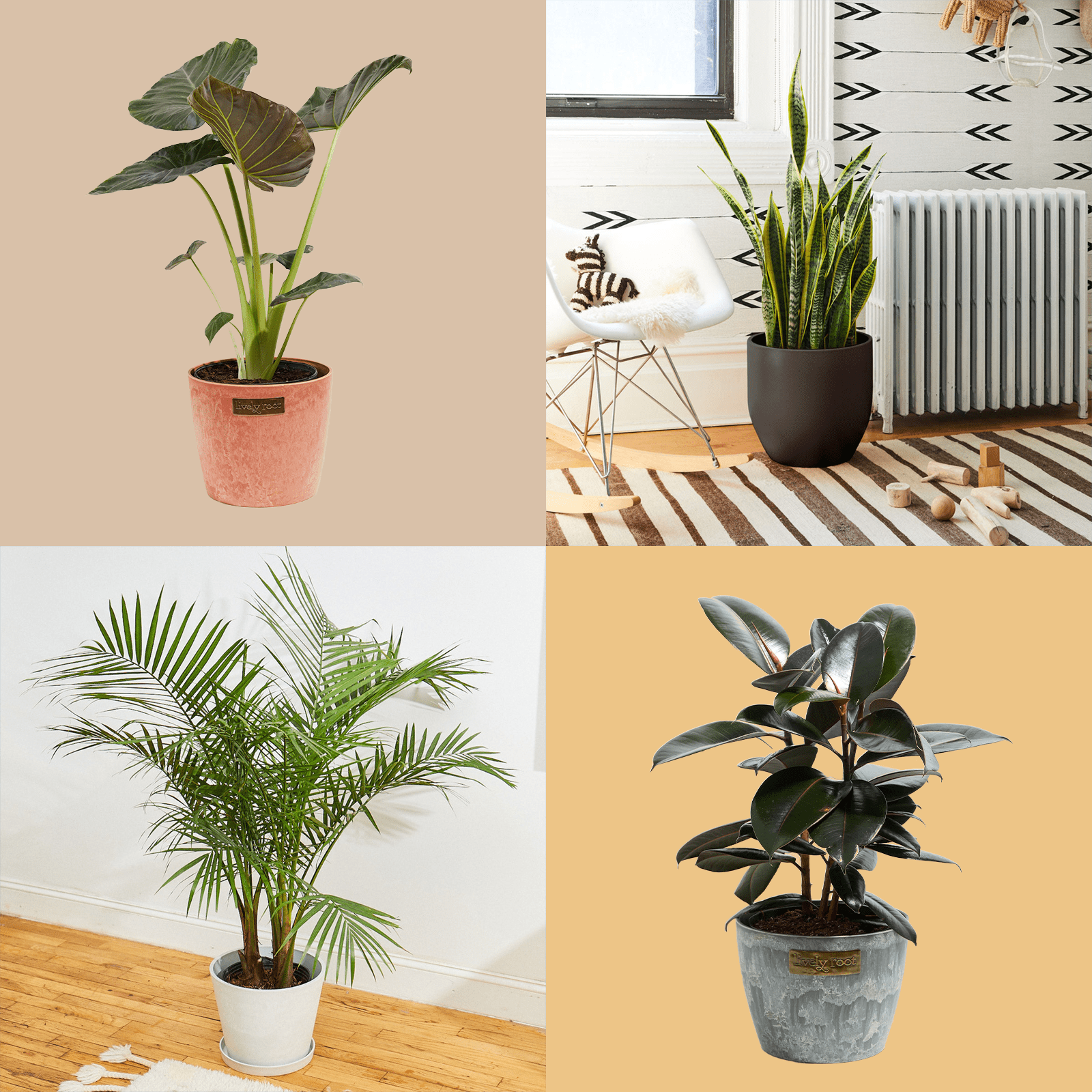 15 Tall Houseplants 2 Ft Via Merchant