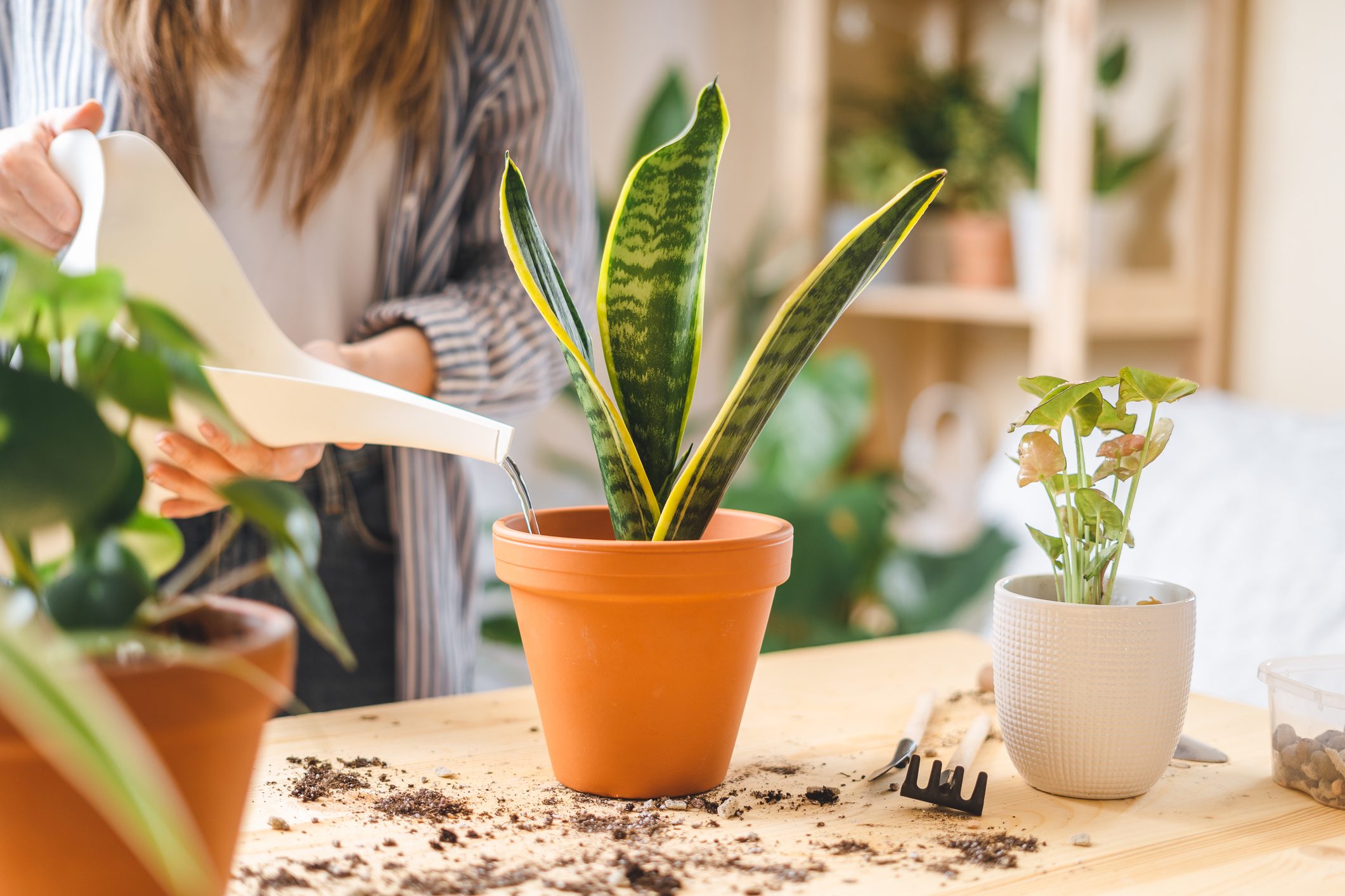 How to Care for Snake Plants