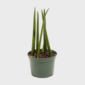 Tall, slender green leaves grow upright from a small green pot filled with dark soil, set against a plain white background.