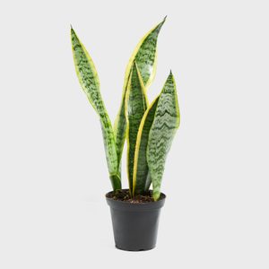A snake plant with tall, striped green leaves grows in a small black pot against a plain white background.