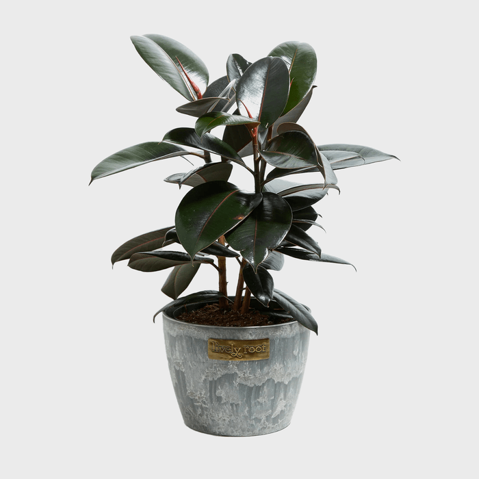 Rubber plant stands in a gray pot, labeled 