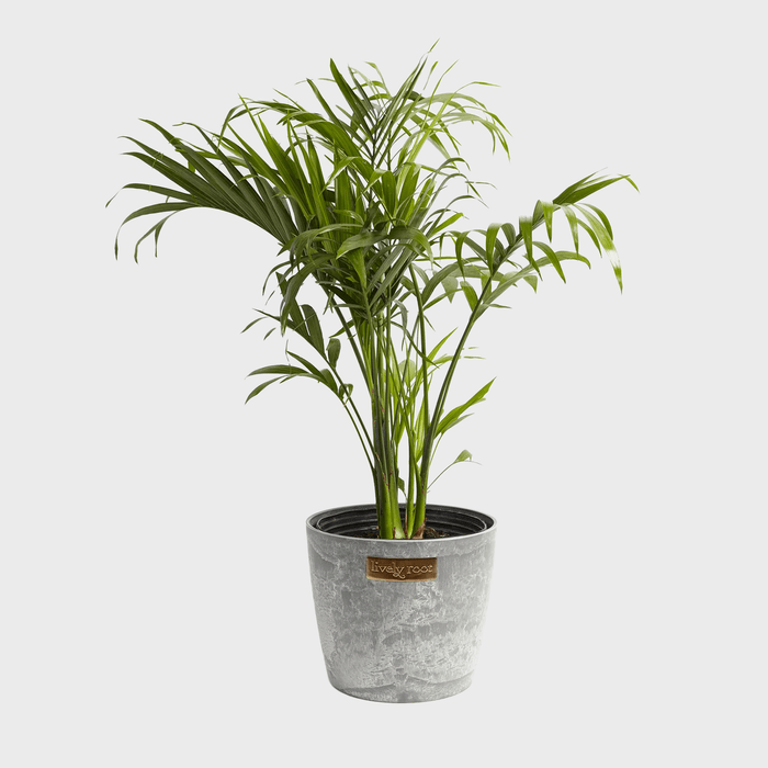 A potted plant with lush green leaves stands in a textured gray container labeled 