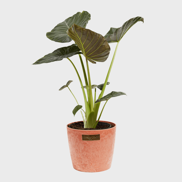 A potted plant with large green leaves stands in a textured terracotta pot labeled 