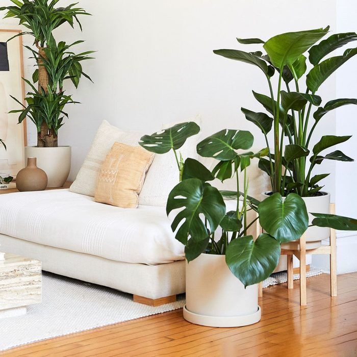 Plants sit in white pots; a white sofa with beige cushions is nearby, all set within a bright, minimalistic living room.