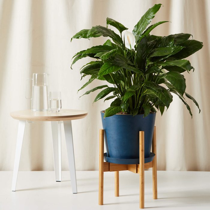 Potted peace lily sits on a wooden stand beside a small table with a glass pitcher and cup, against a plain background.